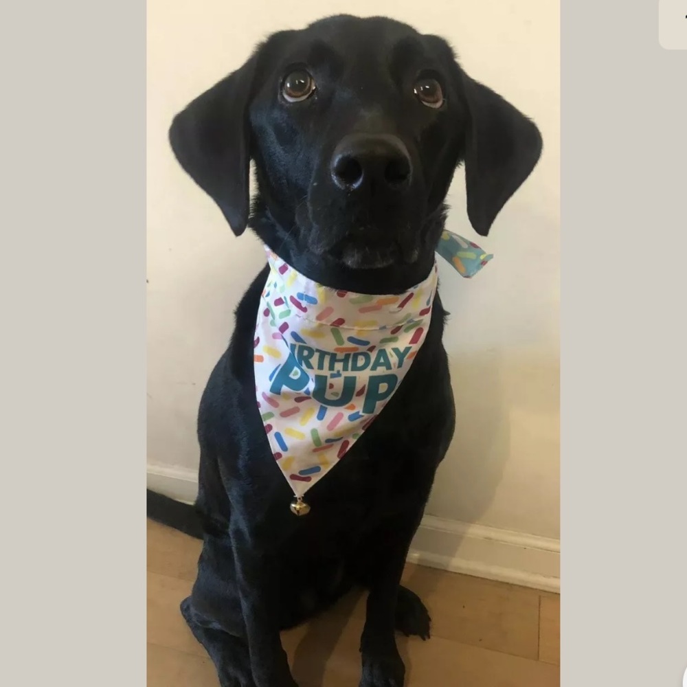 Dog Birthday Bandana Reversible NEW S/M or M/L - Picture 1 of 7